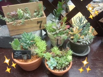 多肉植物寄せ植え~♪