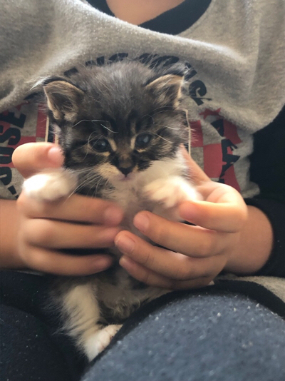 猫の自己紹介