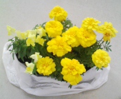 １００円ショップに行く予定が花屋に＾＾