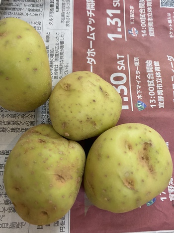 じゃがいもが緑は危険 猫雑貨と手相の店 ルシエル Le Ciel