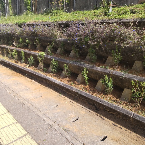 地域ボランティア「花咲かせ隊」活動日でした