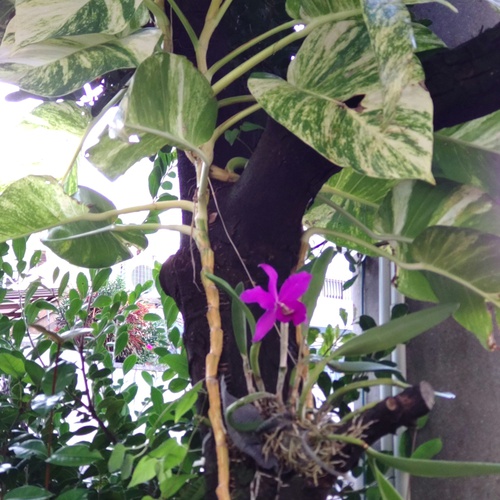 庭の花