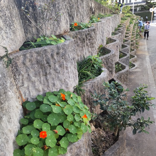 地域ボランティア「花咲かせ隊」活動日～