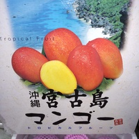 今年も　宮古島産　マンゴー　届きました 2024/07/15 08:49:17