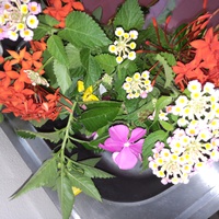 今日も常連さんからお花が〜 2023/09/21 09:12:24
