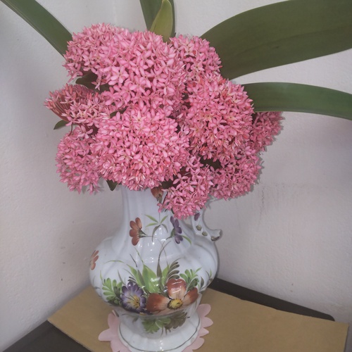 常連さんからの花木〜