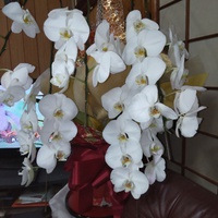 胡蝶蘭鉢植え 2024/10/03 09:28:22