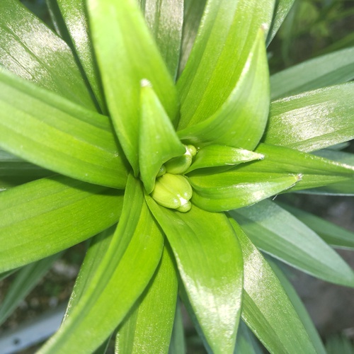 カサブランカの球根を植えたら〜