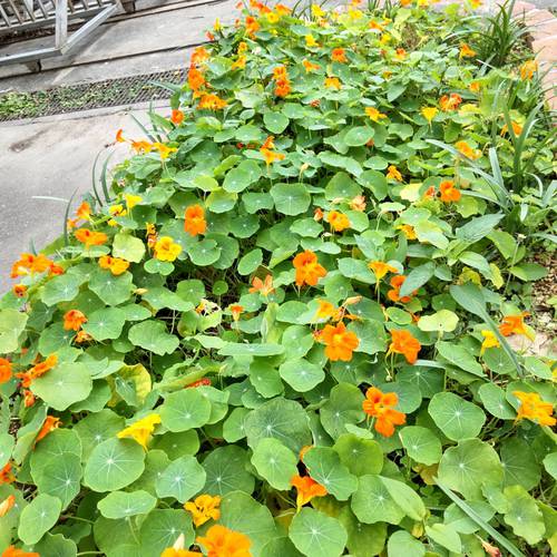 今日は地域ボランティア「花咲かせ隊」活動日～取材も