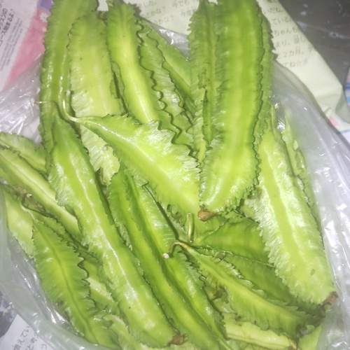 うりずん豆(四角豆)