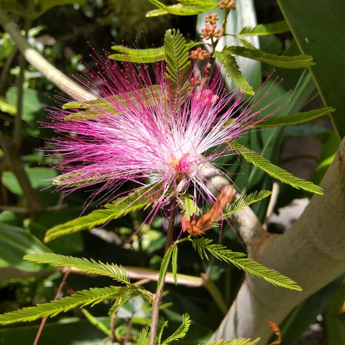 鉢植え　ねむの木　花が咲きました