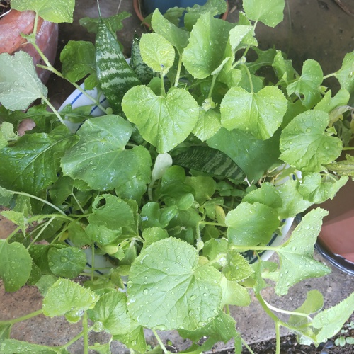 庭の花木〜　ベゴニア、トマト、長命草・・・