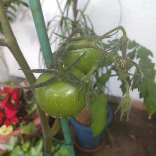 庭の花木〜　ベゴニア、トマト、長命草・・・