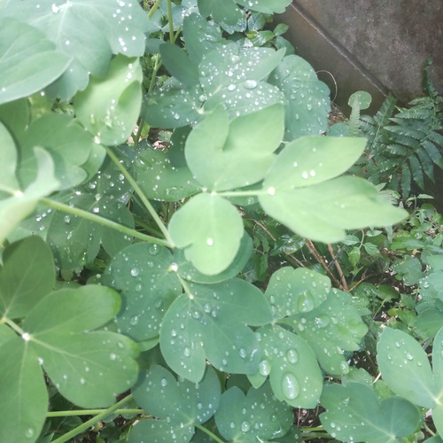 庭の花木〜　ベゴニア、トマト、長命草・・・