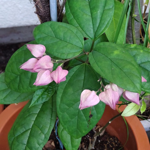 庭の花