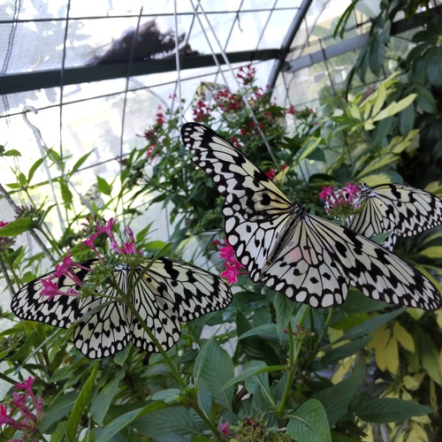 火の鳥メディニラの花＆オオゴダマラ蝶園