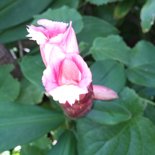 レッドジンジャーの花が咲きました