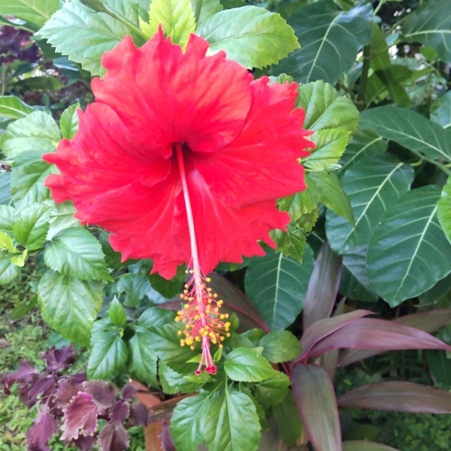 庭の花