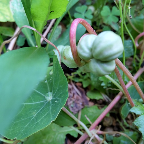 今日の誕生花 「ナスタチウム(金蓮花)」