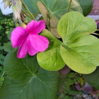 オキザリスの花が咲きました 2023/10/16 08:58:42