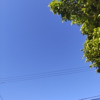 今日は旧暦　9月９日　「菊酒」 2024/10/11 11:01:21
