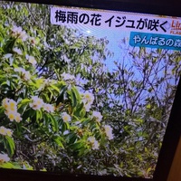 梅雨の花　　イジュの花 2024/05/22 11:04:27