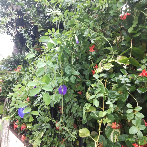 庭のバタフライピーの花を〜