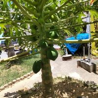 低い位置でもパパイヤの実 2024/07/18 08:54:22