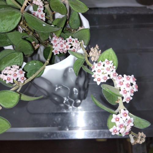 常連さんからの花木〜