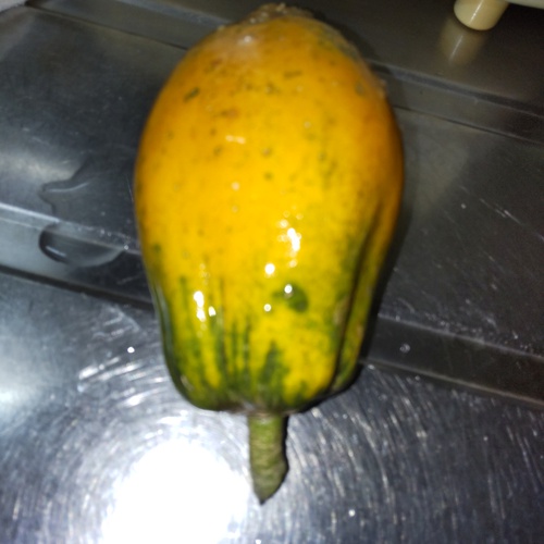 庭のパパイヤが黄色くなったので〜