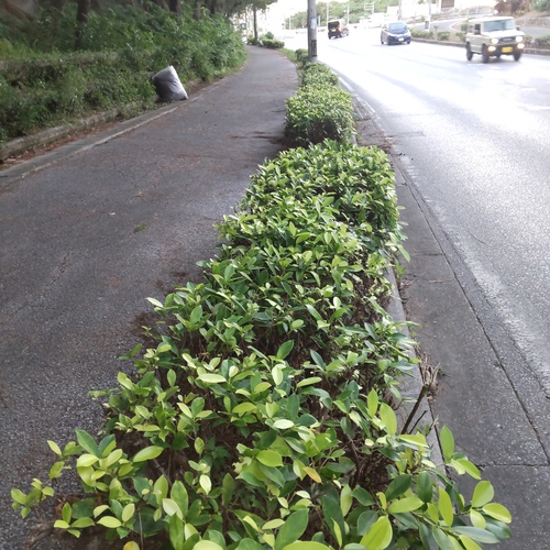 道路の草刈ボランティア　2回目でした～