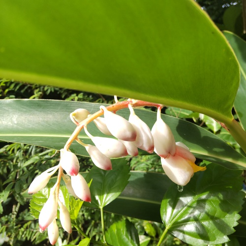 今年も月桃の花が咲き始めました＆帯状疱疹