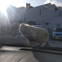 車ボンネットに猫ちゃんが〜今日から　別店舗での勤務〜 2024/02/14 09:12:14