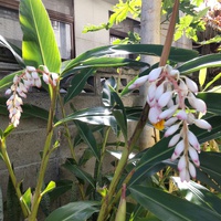 月桃の花が咲きました 2024/04/19 10:27:47