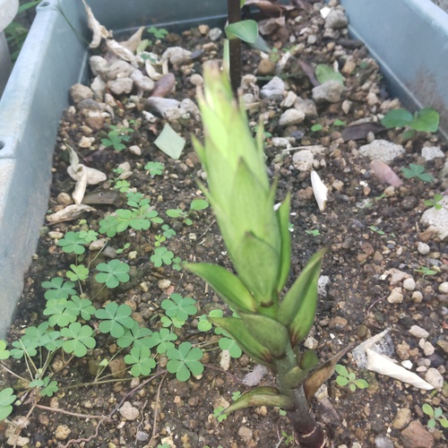 カサブランカの球根を植えたら〜