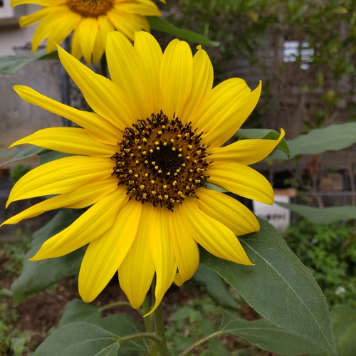 ひまわりの花