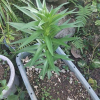 カサブランカの球根を植えたら〜 2025/01/21 18:00:31