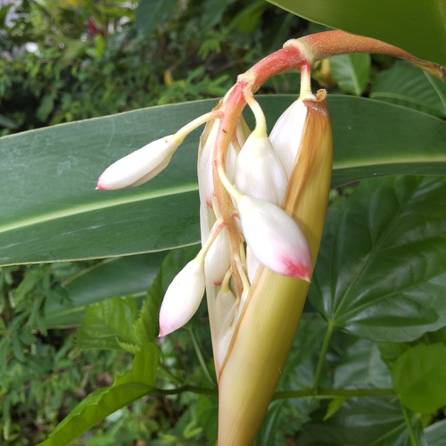 今年も月桃の花が咲き始めました＆帯状疱疹