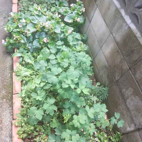 庭の花木〜　ベゴニア、トマト、長命草・・・