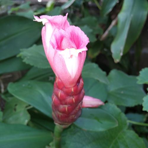 レッドジンジャーの花が咲きました