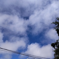 パパイヤ　15コ　収穫 2024/06/22 09:24:06