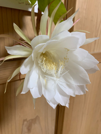 月下美人咲きました