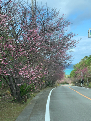 今帰仁城跡のサクラ