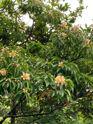 うりずん、穀雨、そして…