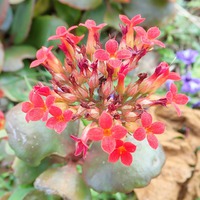 春の花たち④ 2018/03/20 10:23:05