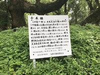 鹿児島の大楠を見に行く 2018/06/09 13:51:14