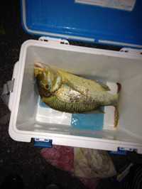 釣果報告