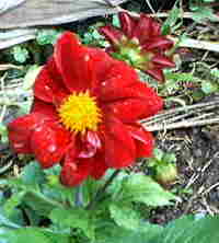 心に花を 2007/06/01 17:43:41