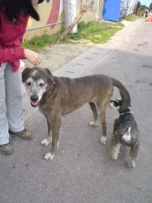 仲よしの犬発見