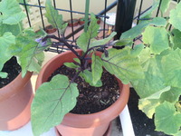 野菜が育っています